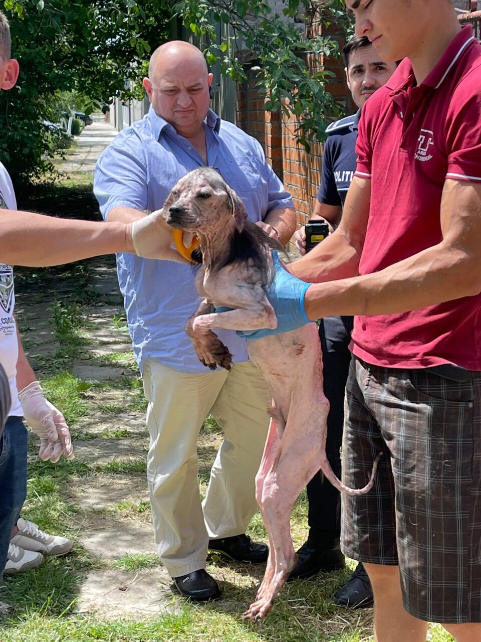 FOTO-VIDEO | Aproape 100 de câini trăiau în condiții improprii în curtea și incinta unui imobil din județul Arad. Ce s-a întâmplat cu animalele, după intervenția autorităților