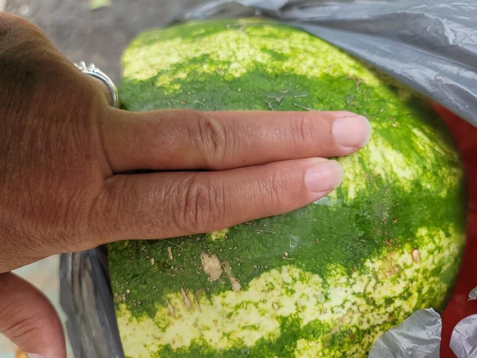 Cum alegi un pepene roșu. Trucul care nu dă greș, dezvăluit de un fermier