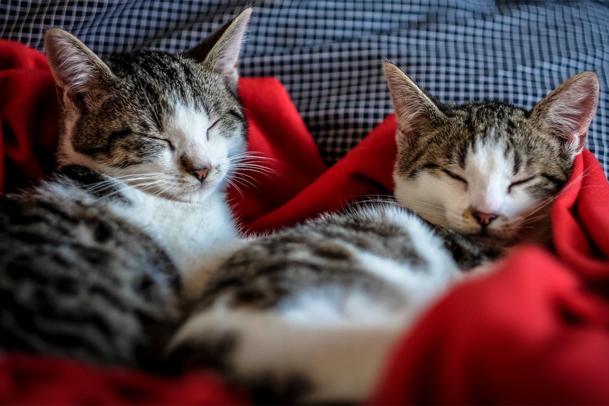 Câte ore pe zi doarme o pisică, de fapt. Ce se întâmplă cu ele, în timpul somnului