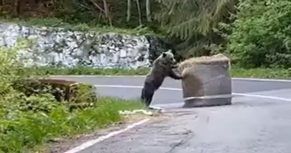 VIDEO | Un balot de paie a devenit jucăria unui urs, la Raliul Argeșului. Totul a fost filmat, iar imaginile au devenit virale