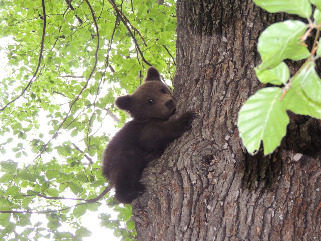 FOTO | Un ursuleț orfan de doar 3 luni, salvat de săteni dintr-un copac. Puiul a ajuns la centrul Bear Again