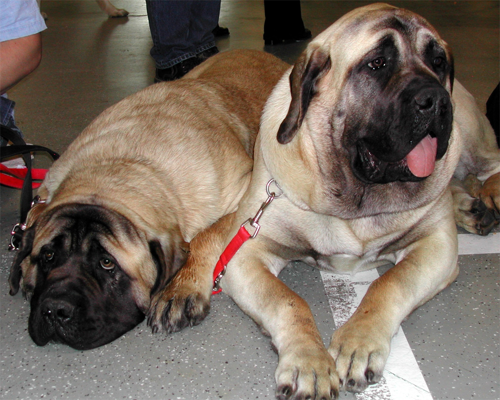 Două adolescente din Tulcea, atacate de un câine din rasa Mastiff. Proprietarul a fugit de la fața locului