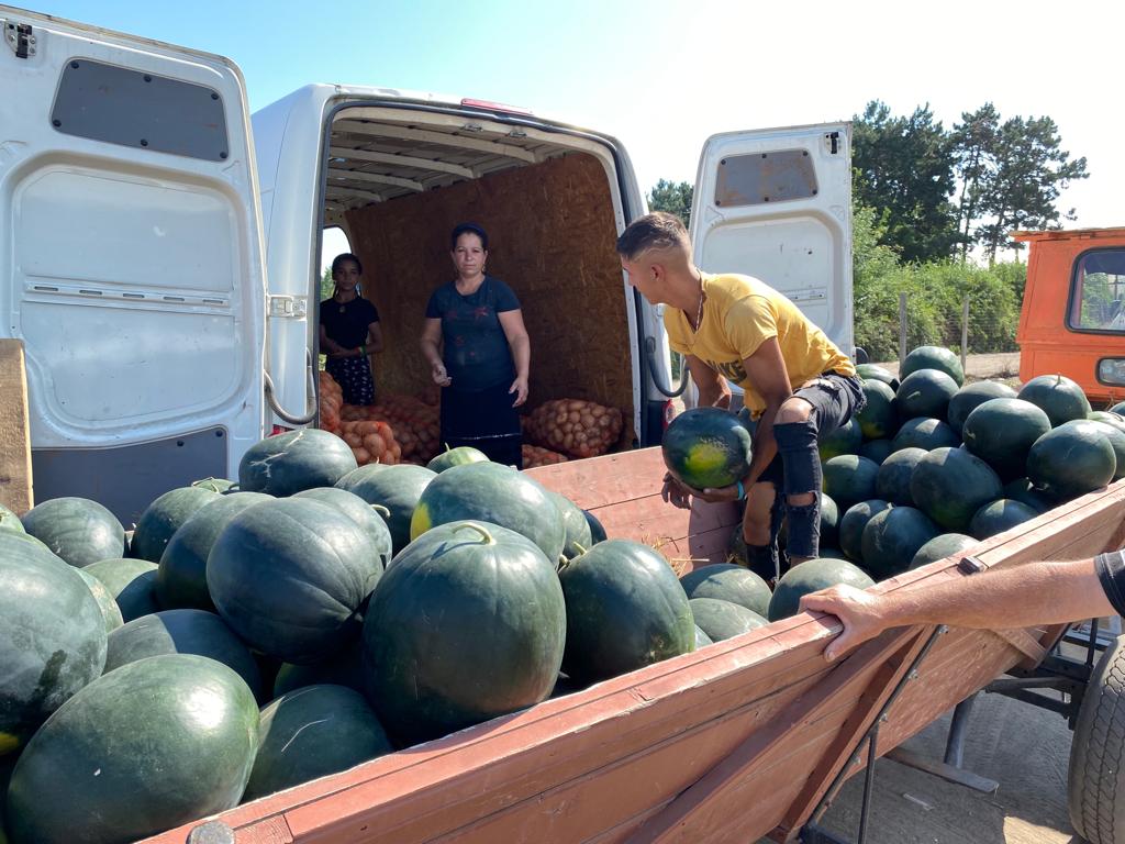 Producătorii de pepeni de la Dăbuleni își vând producția la prețuri de pomană. Și tot nu au cumpărători | FOTO