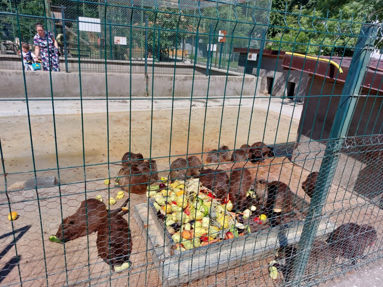 Urșii și maimuțele de la zoo, răsfățate cu multe fructe și legume în zilele caniculare | FOTO