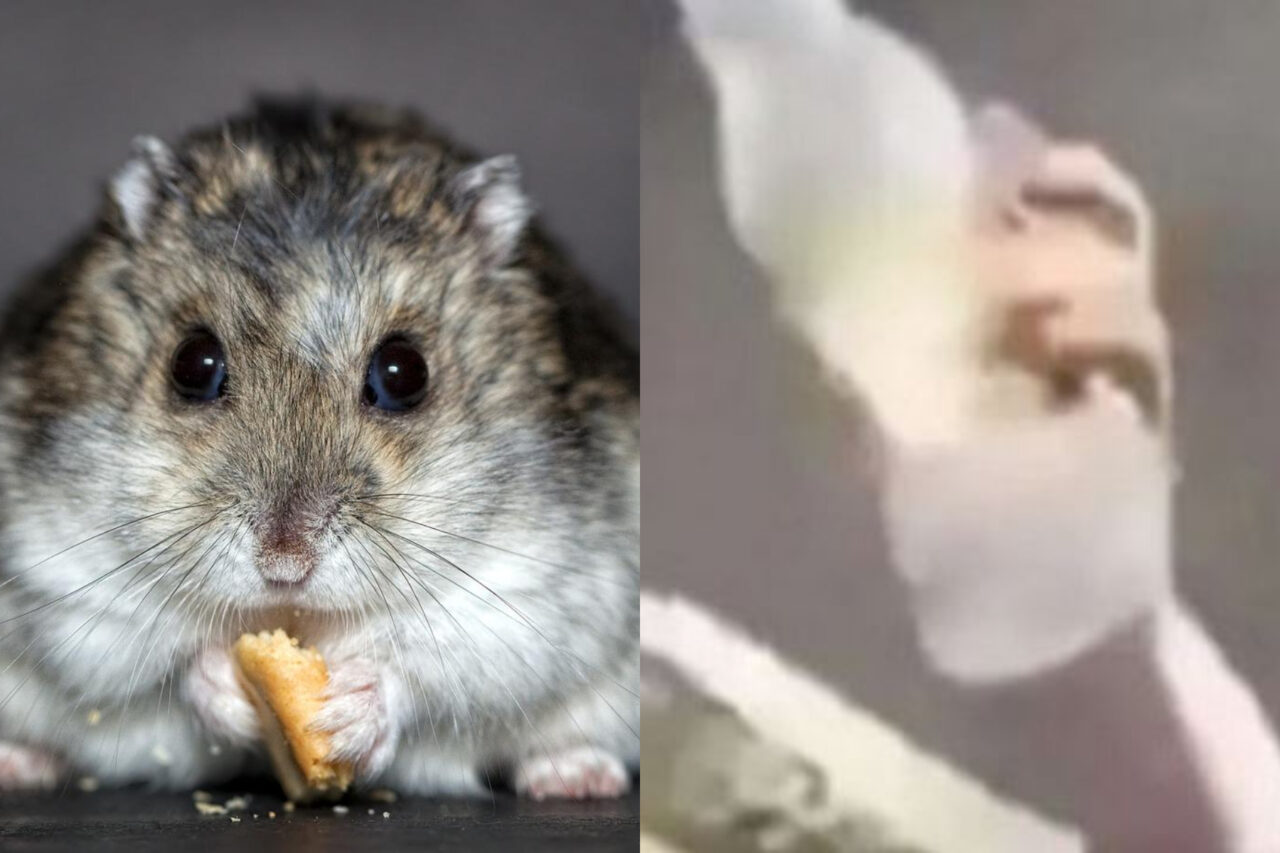 O femeie a fost arestată după ce s-a filmat în timp ce înghite un hamster, în schimbul unei doze de cocaină
