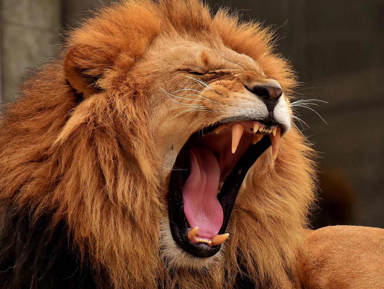 Mesaj Ro-Alert: Doi lei au scăpat de la Zoo Rădăuți