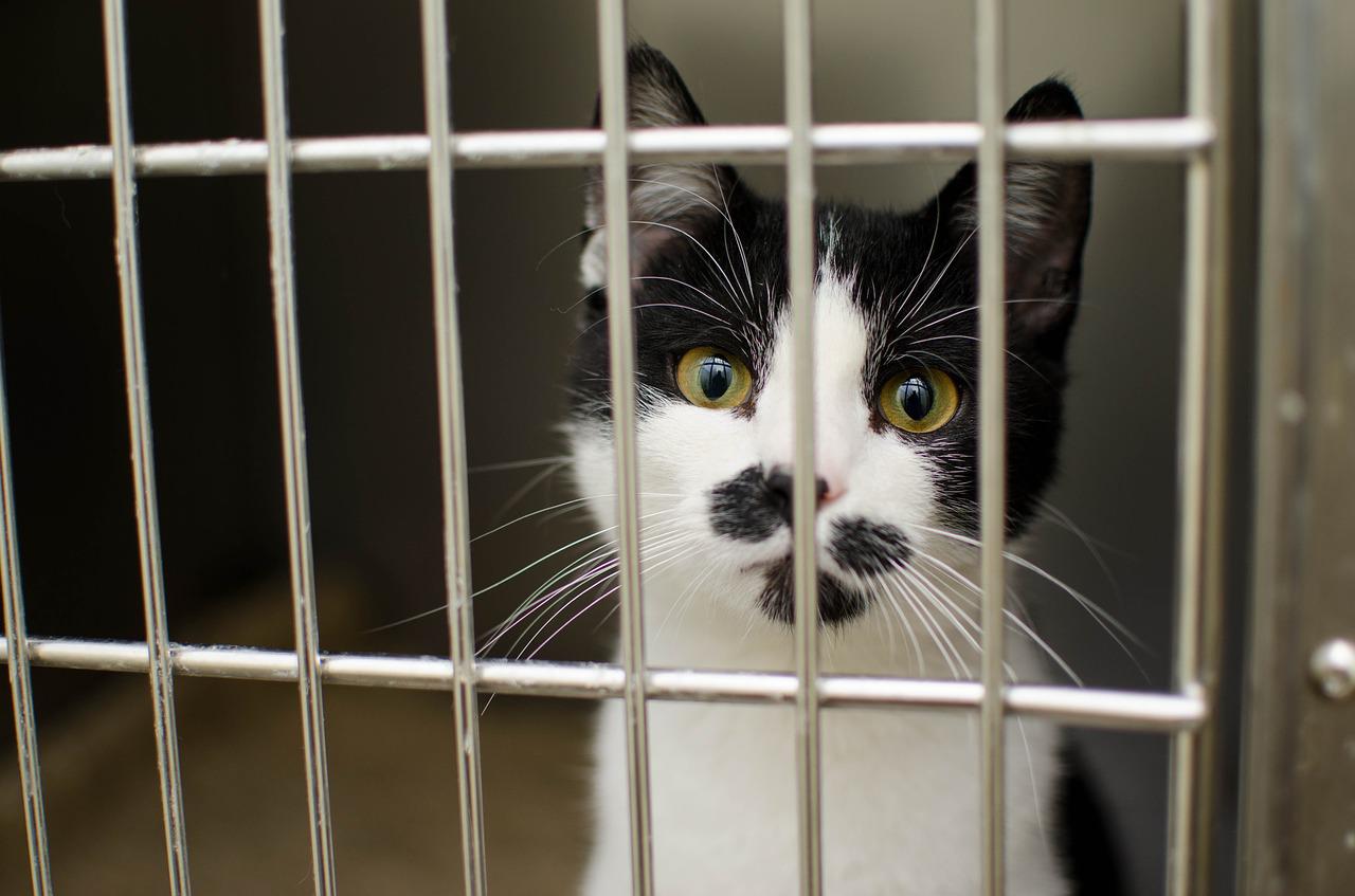 Muncitor de origine asiatică, acuzat că mănâncă pisicile clujenilor. Poliția Animalelor a deschis o anchetă, după reclamația unui localnic