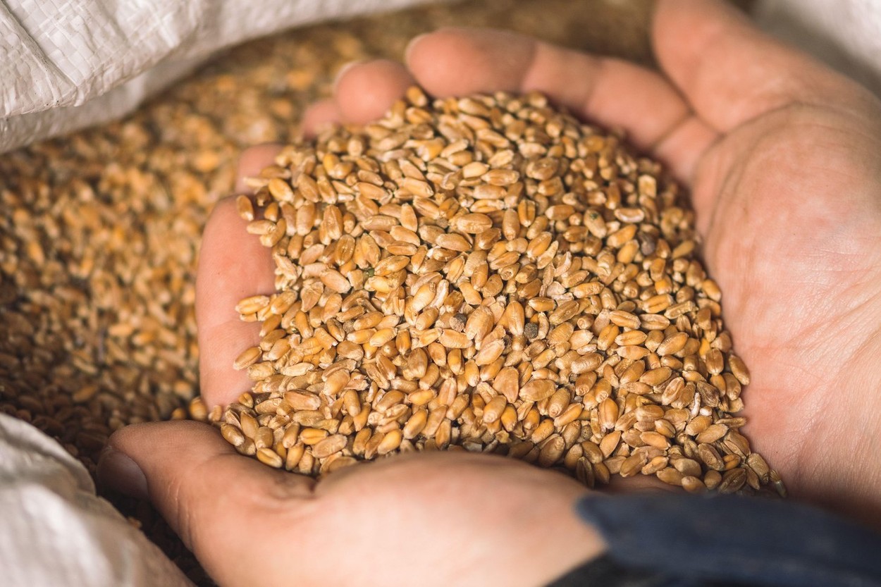 Polonia anunță că va compensa agricultorii şi va impune un preţ minim pentru cereale