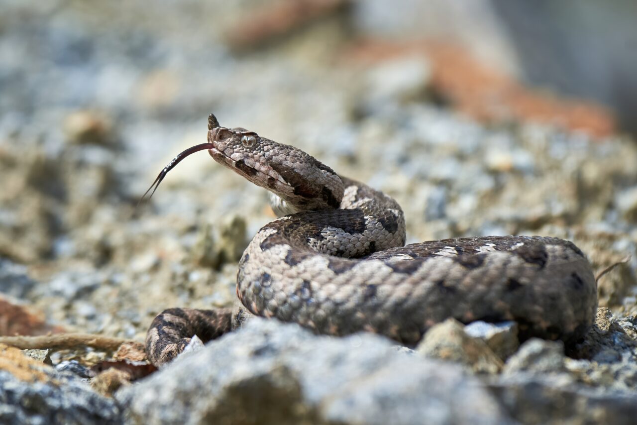 Alertă într-o clădire de birouri din Drobeta Turnu Severin: Un pui de VIPERĂ, descoperit într-o toaletă
