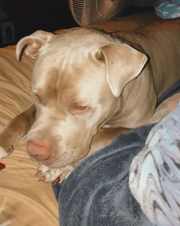 O femeie a fost atacată de propriul câine. Pitbull-ul i-a smuls jumătate de braț: „A încercat să mă mănânce de vie”