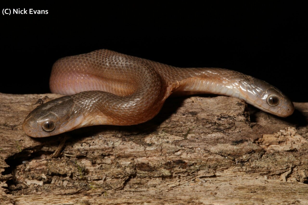 Un bărbat din Africa de Sud a găsit în grădină o reptilă cu două capete