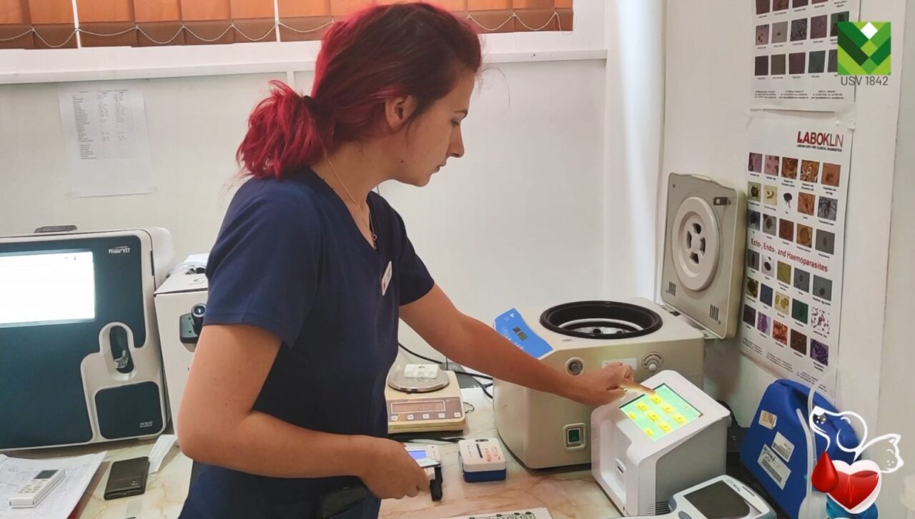 Prima bancă de sânge pentru animale din zona Moldovei funcționează la Iași. Câinii pot fi donatori și pot salva chiar și viața pisicilor
