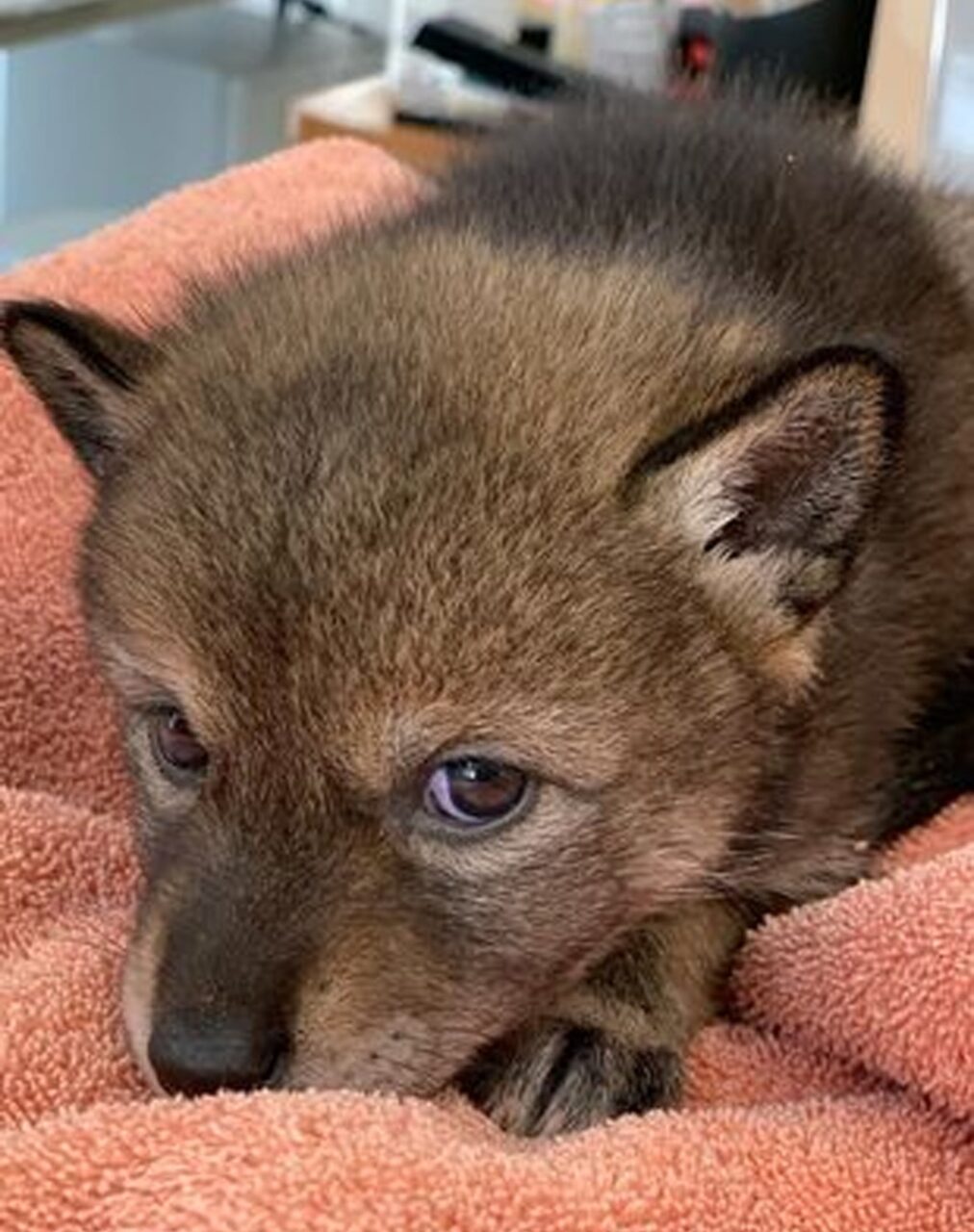 O femeie a adoptat acest „cățeluș” abandonat pe marginea drumului dar, după câteva luni, și-a dat seama că nu este câine. Ce animal e, de fapt!