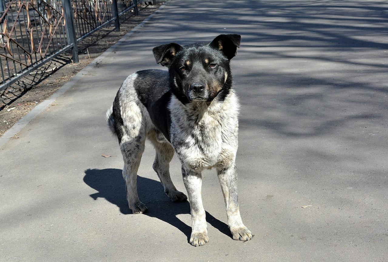 Trei câini fără stăpân, căsăpiți cu toporul de un individ, în județul Iași