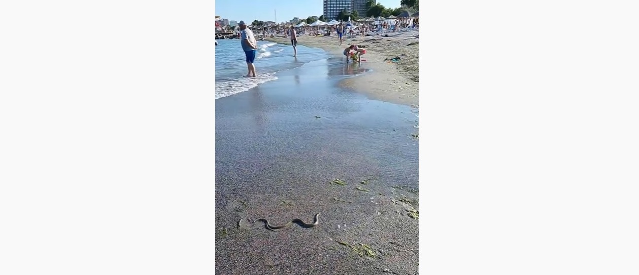 Un șarpe a ajuns pe o plajă din Saturn, la câțiva metri de șezlonguri. „Grijă mare la copii!”. Ce recomandă specialiștii