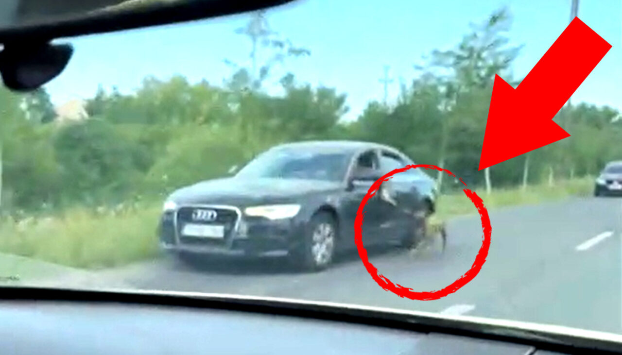 VIDEO | Șofer din Timișoara, filmat în timp ce trage un câine, legat de lesă, pe lângă mașina lui Audi