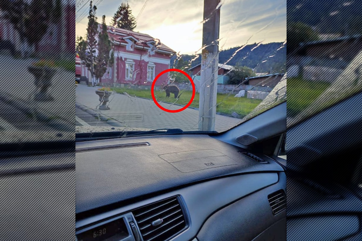 VIDEO | Urs filmat plimbându-se prin centrul stațiunii Bușteni, chiar lângă Secția de Poliție. A fost emis un mesaj RO-Alert