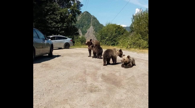 Turistă amendată pentru că îi dădea de mâncare unui urs, pe Transfăgărășan