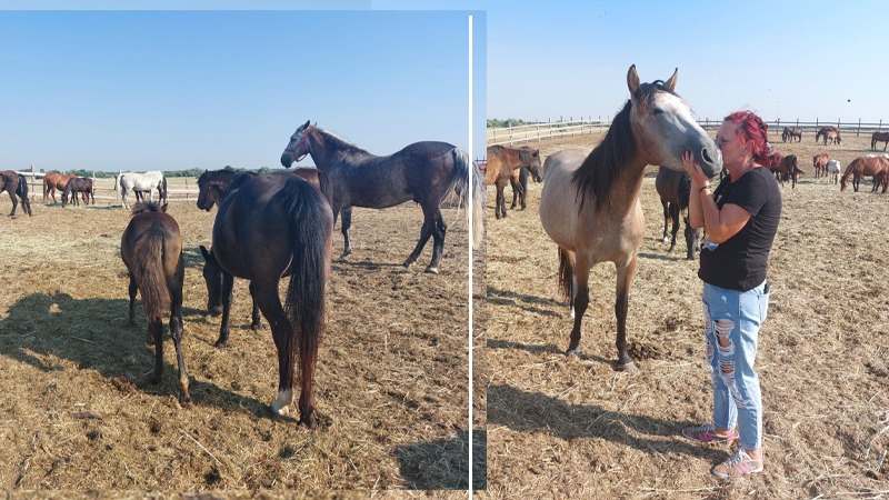 Situație disperata într-un adăpost din Dolj. Sute de animale riscă să moară de foame din cauza secetei