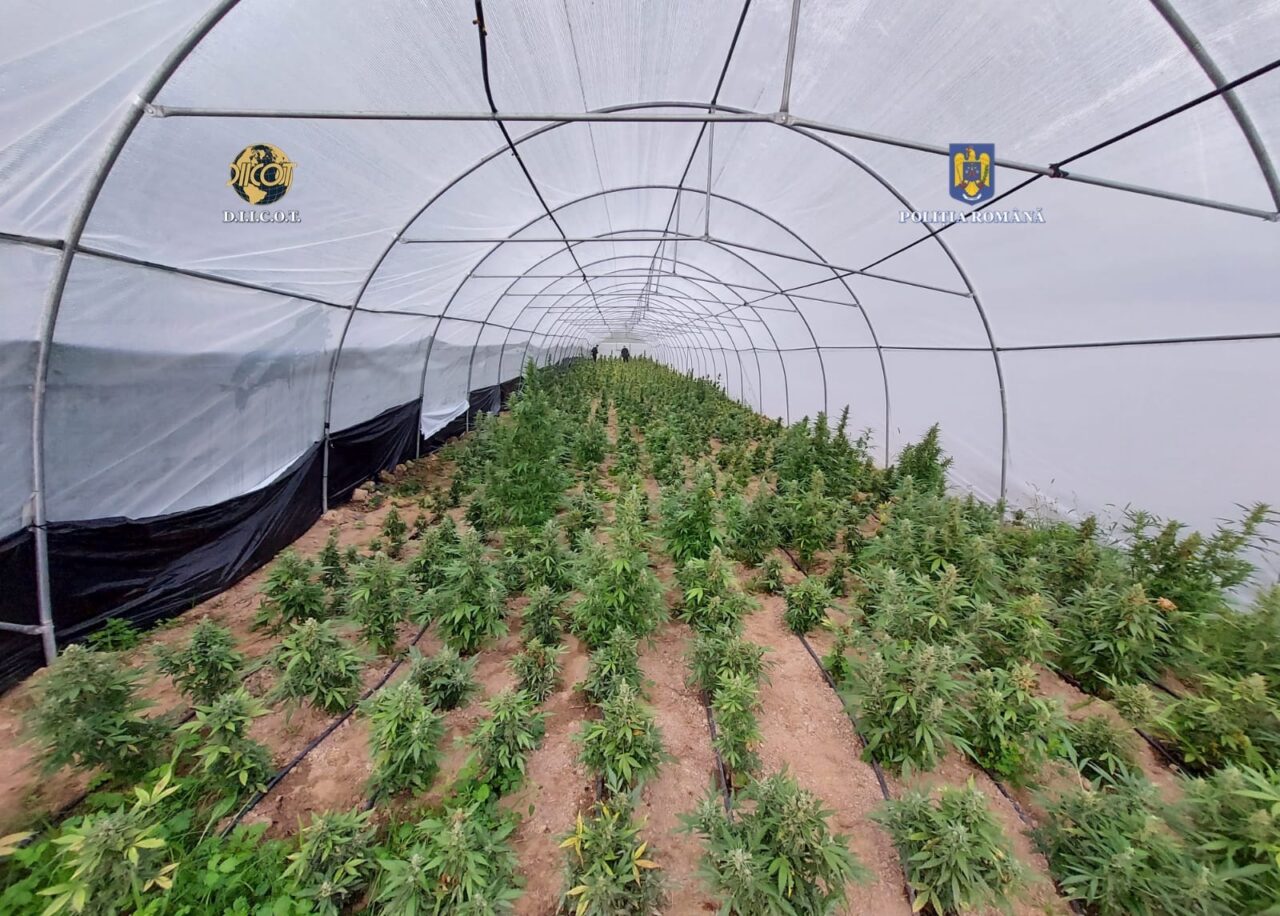 O cultură de peste 2.600 de plante de cannabis a fost descoperită în zona muntoasă din Bihor. Cât ar fi valorat pe piață drogurile