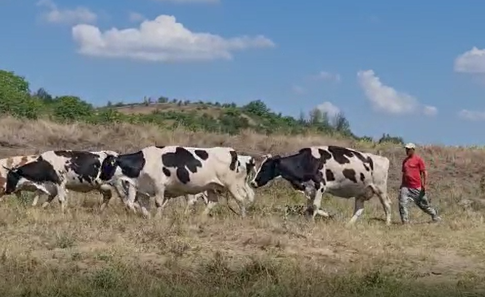 VIDEO | Seceta și scumpirea furajelor îi determină pe fermieri să-și vândă animalele: “Este un an foarte greu pentru noi”