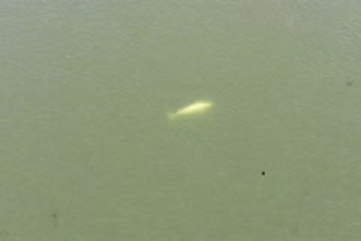 VIDEO Alertă în Franța! O balenă beluga a fost văzută înotând în apele râului Sena, în apropiere de Paris