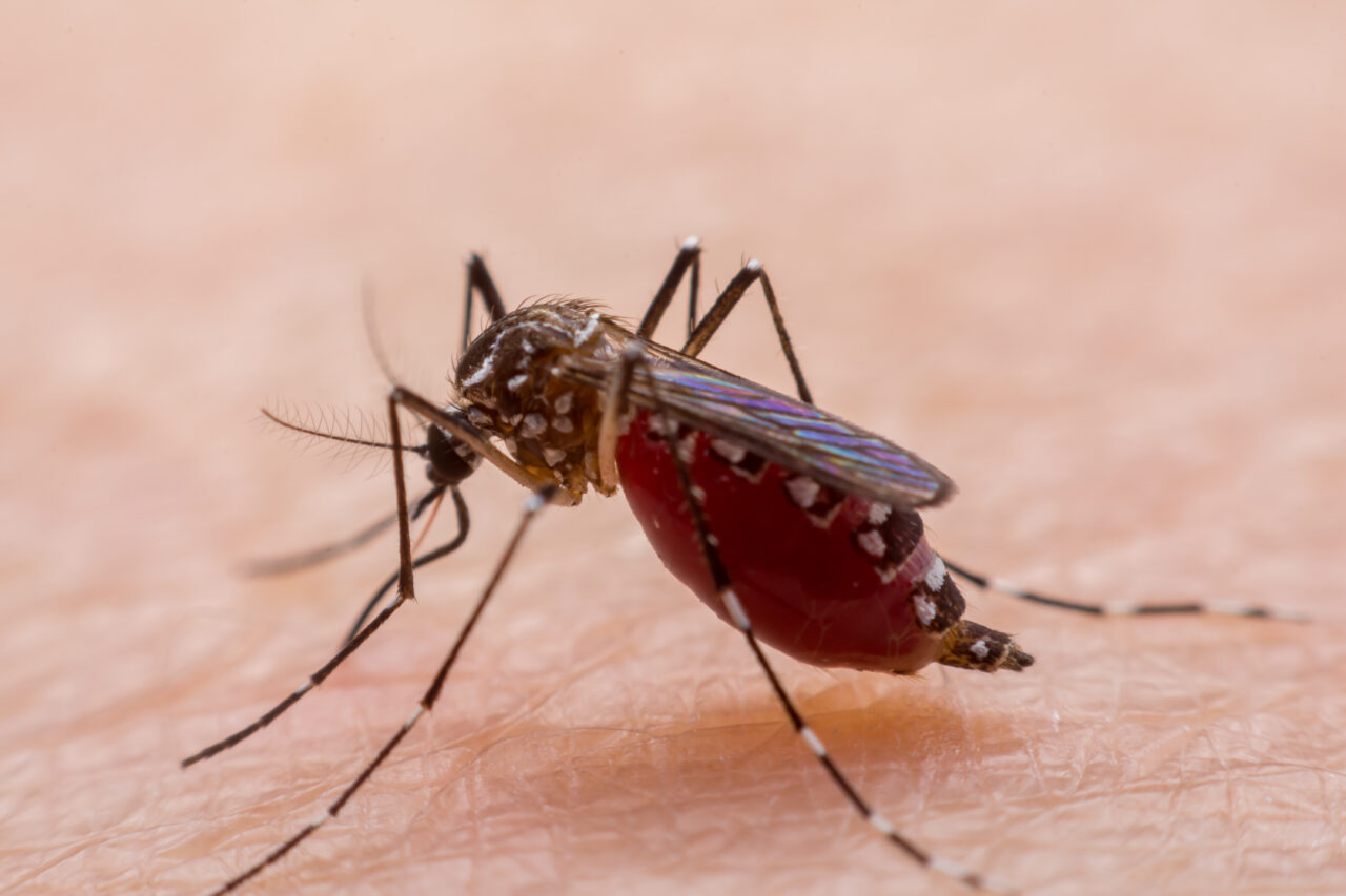 Crește numărul de cazuri de infectare cu virusul West Nile în Italia. Care este cea mai probabilă cauză