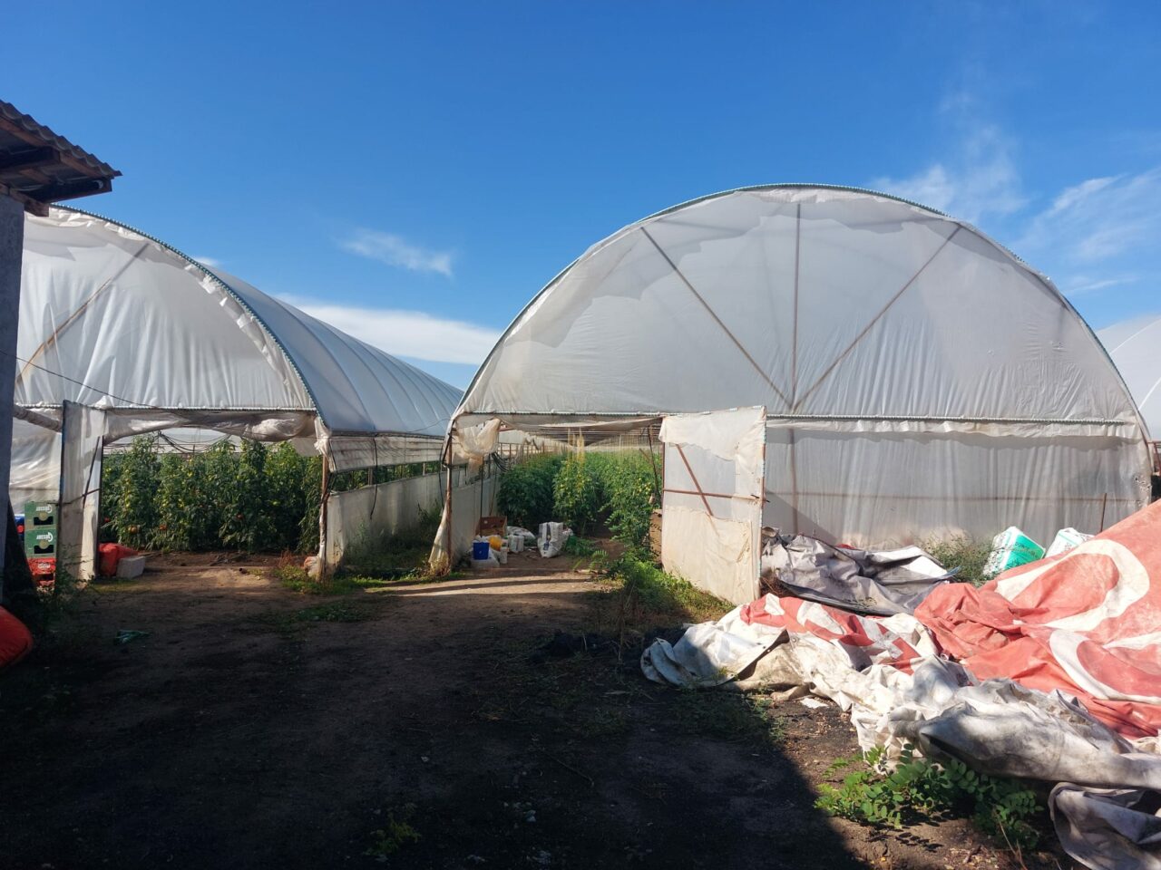 Legumicultorii din Olt renunță la solarii | Prețuri duble la încălzirea pe timpul iernii – GALERIE FOTO