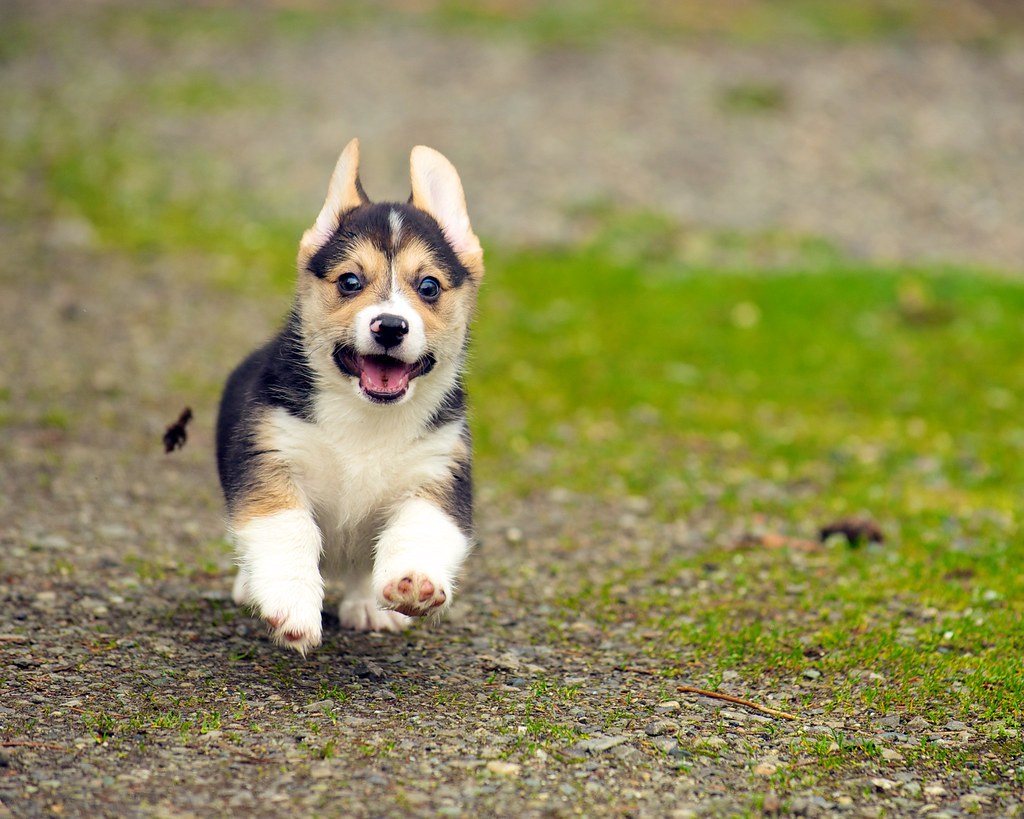 În grija cui rămân cei doi câini corgi ai reginei Elisabeta a II-a