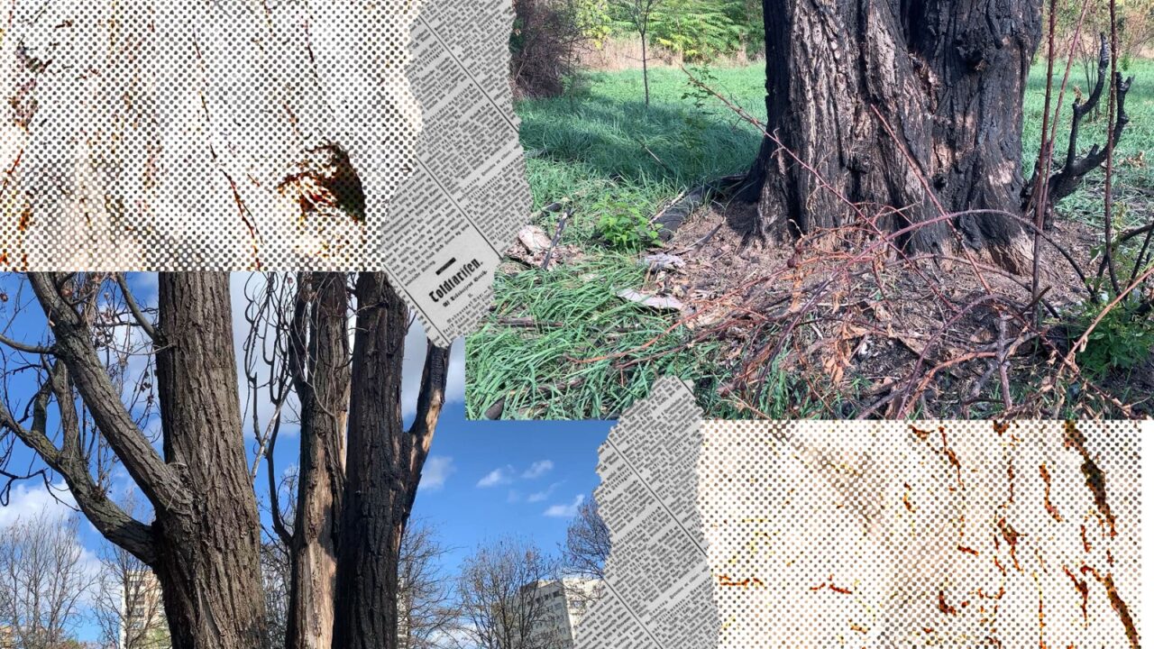 EXCLUSIV VIDEO | Dezastrul ecologic din apropierea Parcului IOR continuă și după ce cazul a ajuns la Poliție. Garda de Mediu nu știe încă ce substanță a otrăvit copacii găuriți: ”Am mai sancționat o dată proprietarul, pentru că nu a respectat măsura de a preleva în prezența noastră” – FOTO
