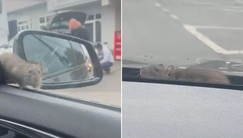„Ratatouille de Militari” sau cum șobolanii merg cu „Uberul” în București