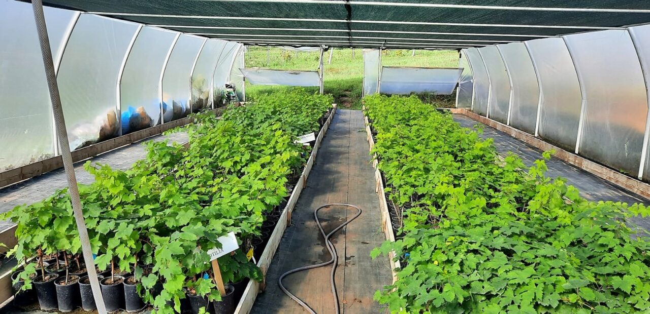 Specialiștii în Viticultură de la Universitatea de Agronomie din Iași vând soiuri de viță 100% naturale pentru pasionații de grădinărit