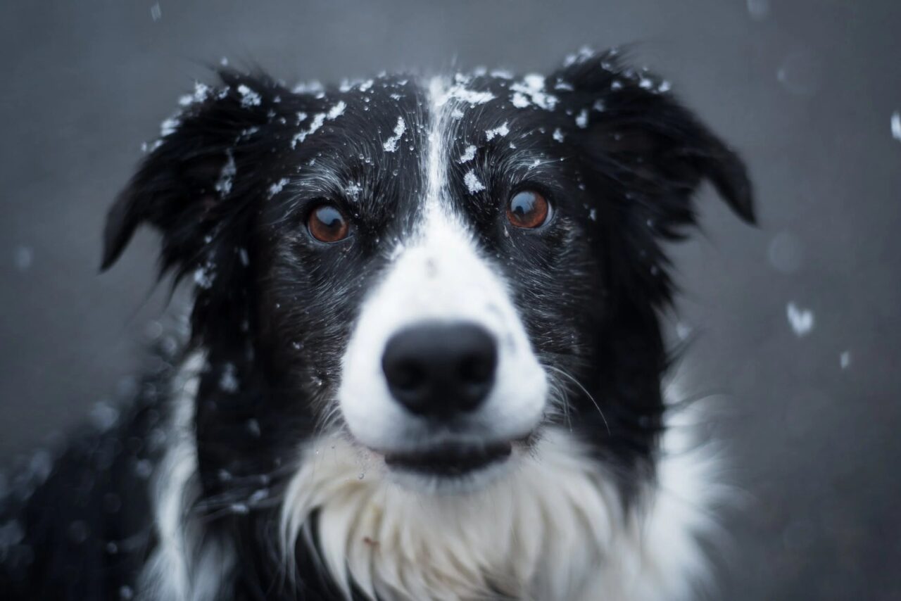 Border Collie, câinele extrem de inteligent şi muncitor pe care îl vrei acasă, chiar dacă nu ai turme de mânat