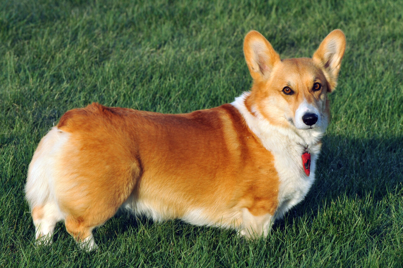 Cu cât se vinde acum un corgi, rasa de câini favorită a Reginei Elisabeta a II-a