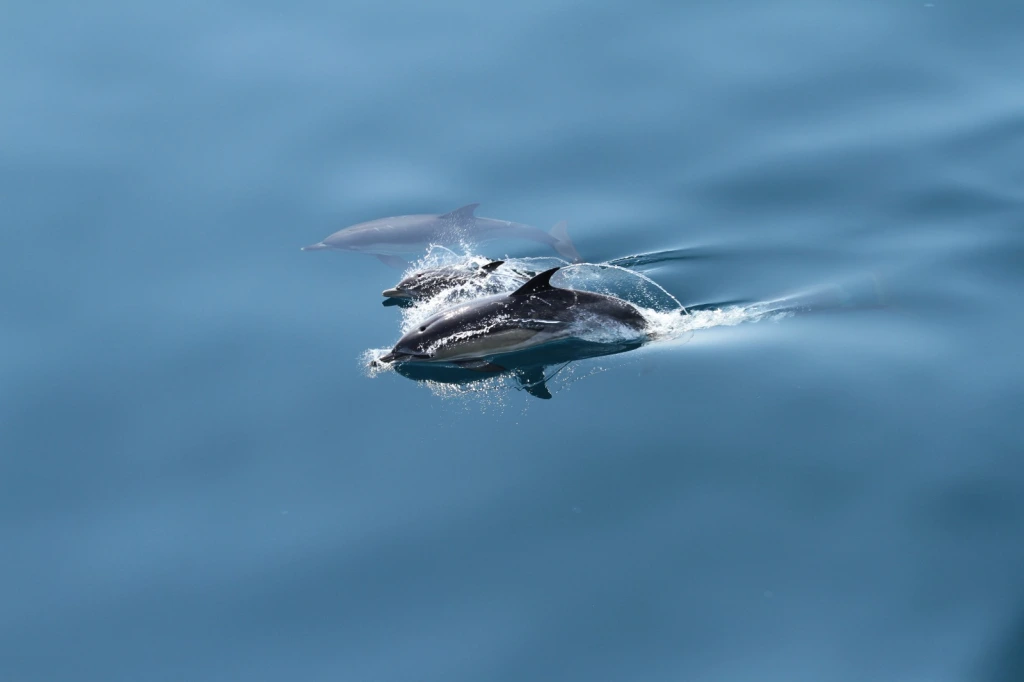 Un delfin a fost găsit mort pe plaja din Olimp. Turist: „Tot ce e posibil să fi atins vreo mină din cele care se știe că mai plutesc în Marea Neagră”