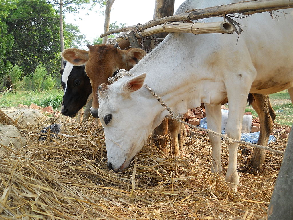 Explozie de proporții la o fermă din Texas, unde 18.000 de VACI au murit: „Este cel mai grav incident la o crescătorie de bovine”