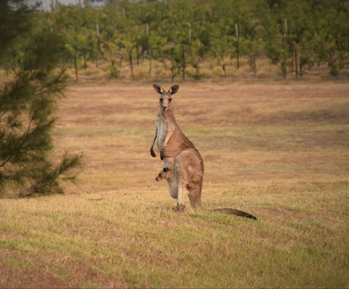 Australian omorât de cangurul pe care îl ținea ca animal de companie. Un astfel de atac nu a mai avut loc din 1936