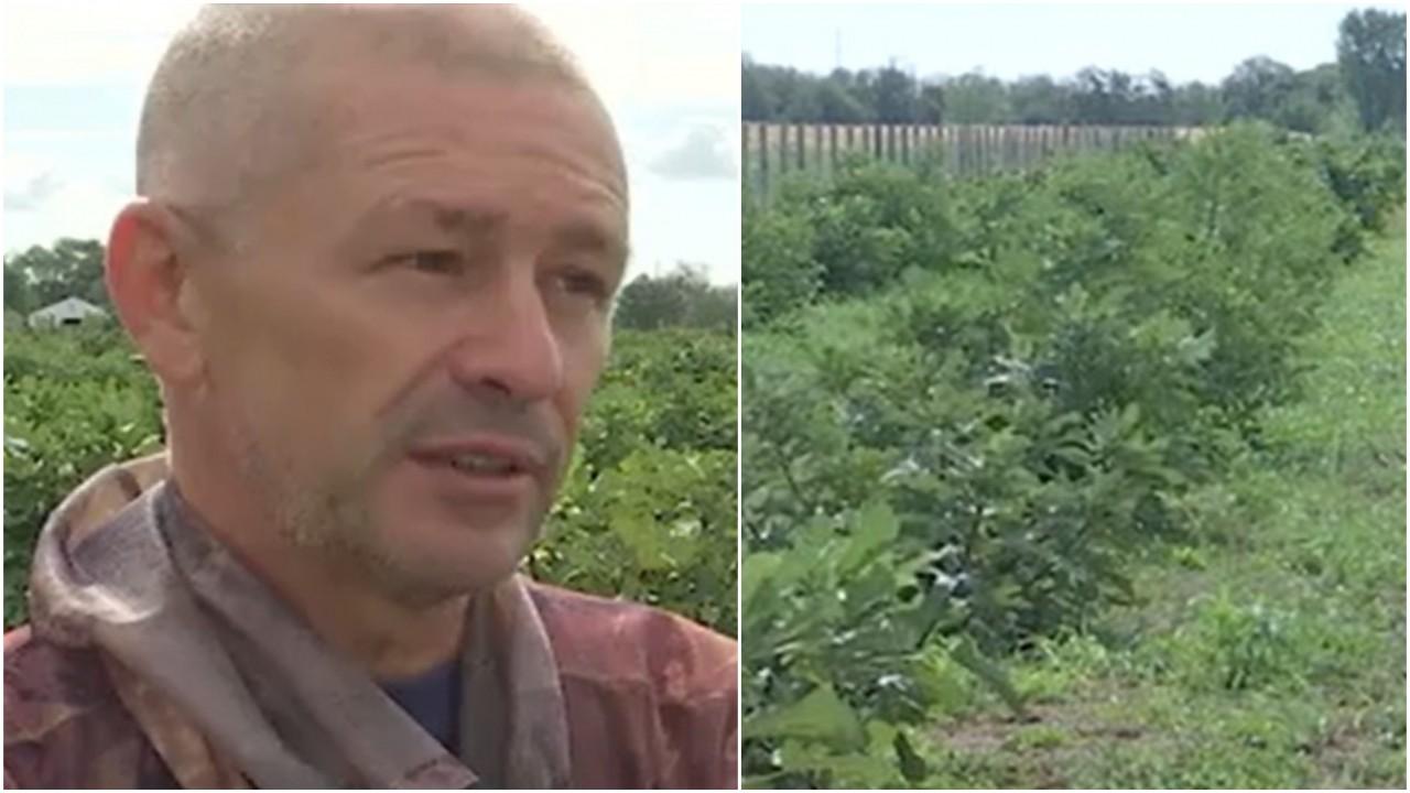 „Fructul regilor'”, acum și în livezile românești. Cultivatorii spun că au dat lovitura