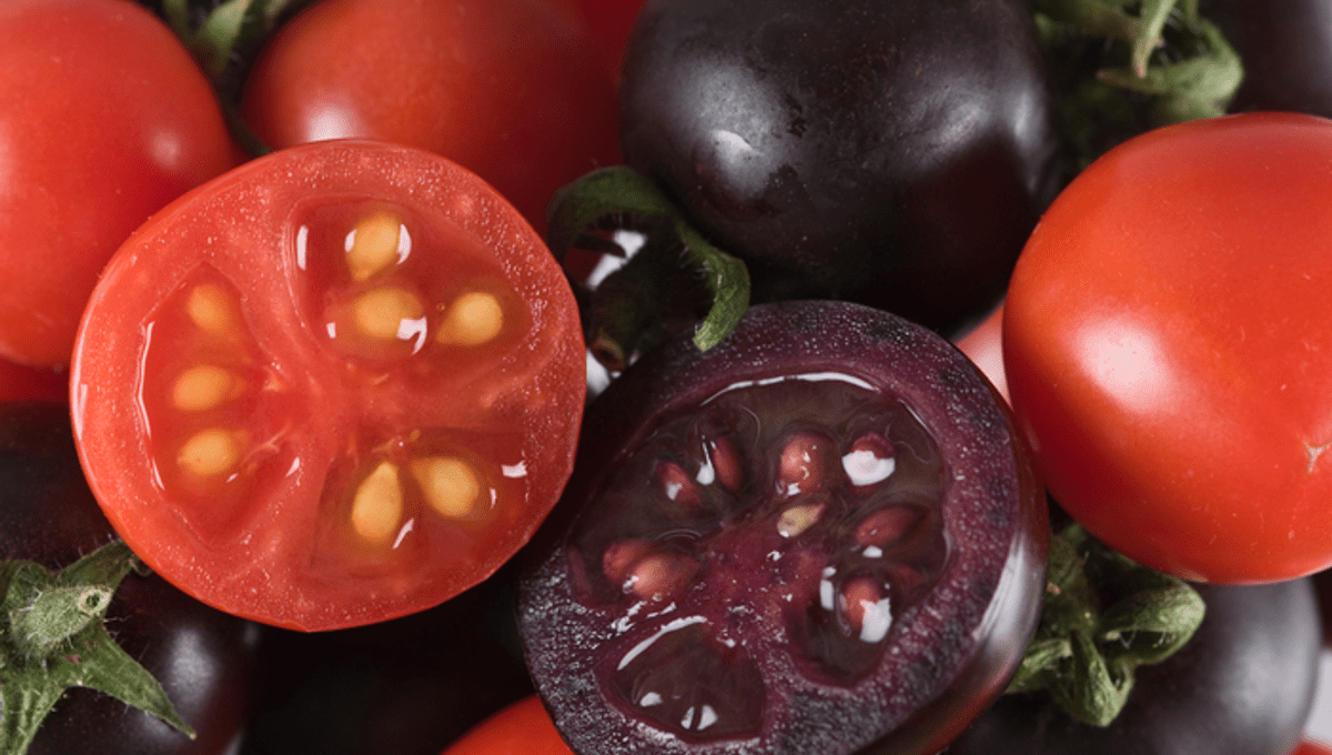 Americanii, pregătiți să consume roșii mov, modificate genetic