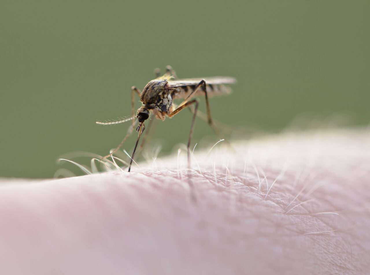Un bărbat din Brăila a murit în urma infectării cu virusul West Nile. O femeie cu același diagnostic este internată la Terapie Intensivă