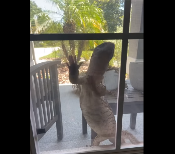 VIDEO | Șopărlă uriașă filmată în timp ce încerca să pătrundă într-o casă din Florida: ”Am crezut că e Godzilla!”