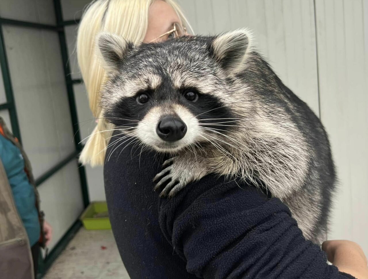 O mână de oameni și un vis. Fundația Visul Luanei a salvat mii de animale sălbatice rănite, orfane sau abandonate | VIDEO