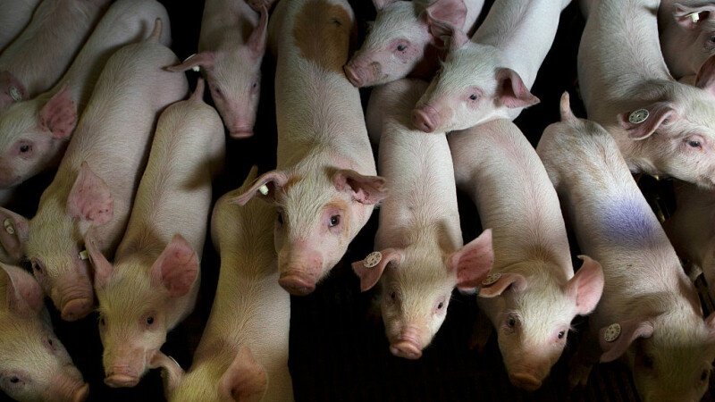 Pesta porcină face prăpăd în vestul României. Crescătorii de porci sunt disperați