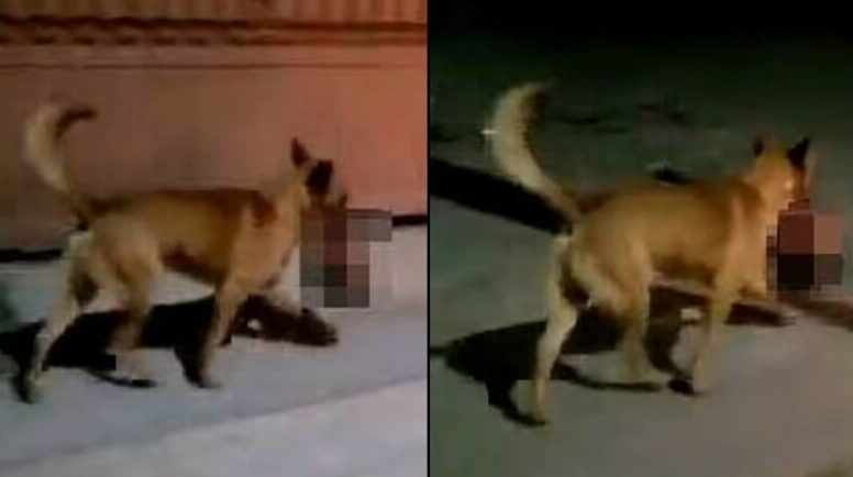 VIDEO | Scenă cutremurătoare pe străzile din Mexic. Un câine se plimba cu un cap de om între dinți