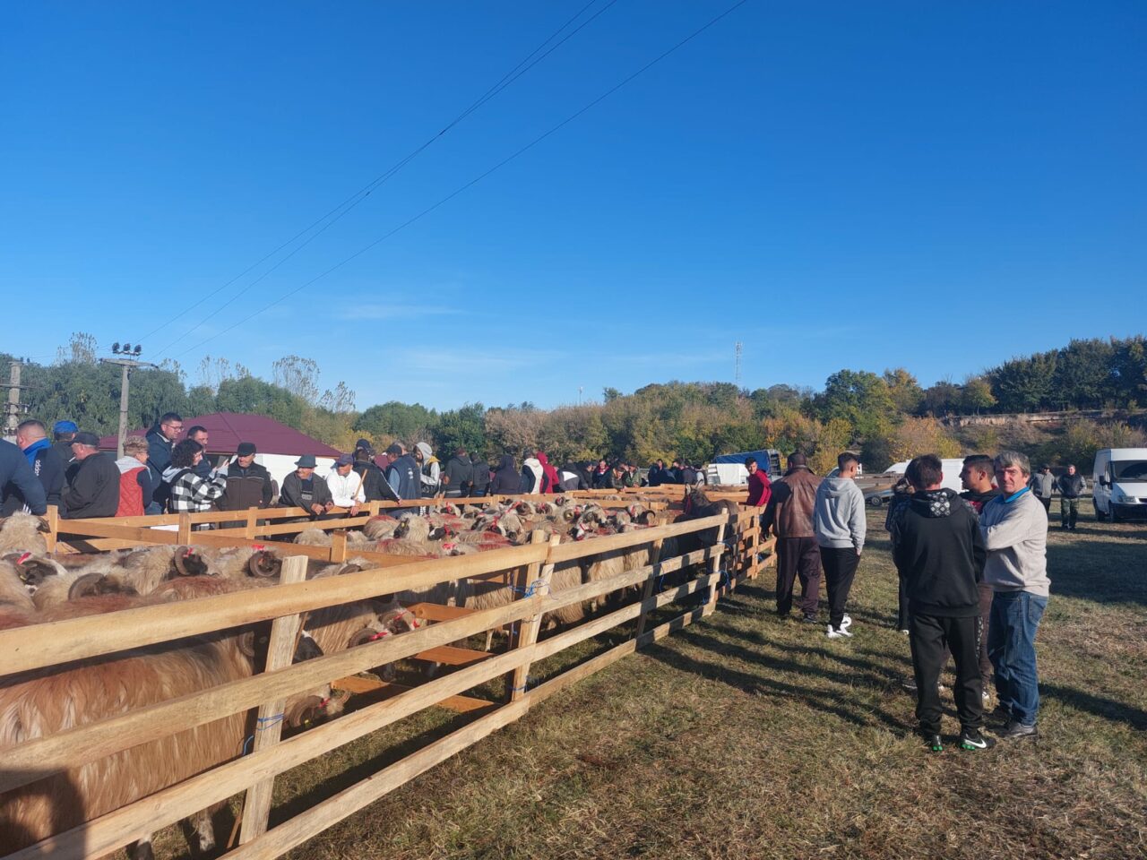 Tot mai puțină carne și branza de oaie. Crescătorii renunță la animale