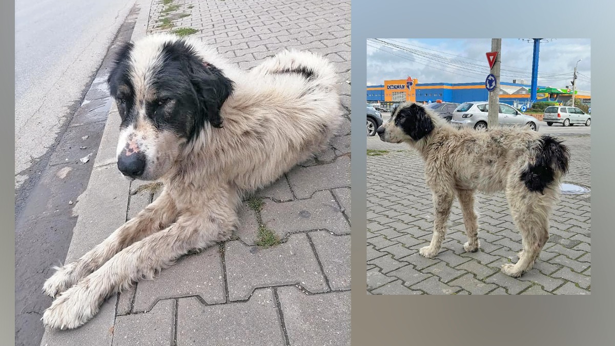 Povestea cățelului Nero, din Alba, este una de film! Cum l-au regăsit stăpânii lui după trei ani de când s-a pierdut