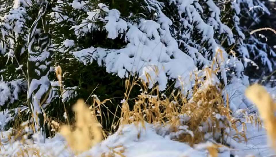 Iluzie optică virală | Găsiți femeia ascunsă în această fotografie! Geniile rezolvă acest test în 20 de secunde