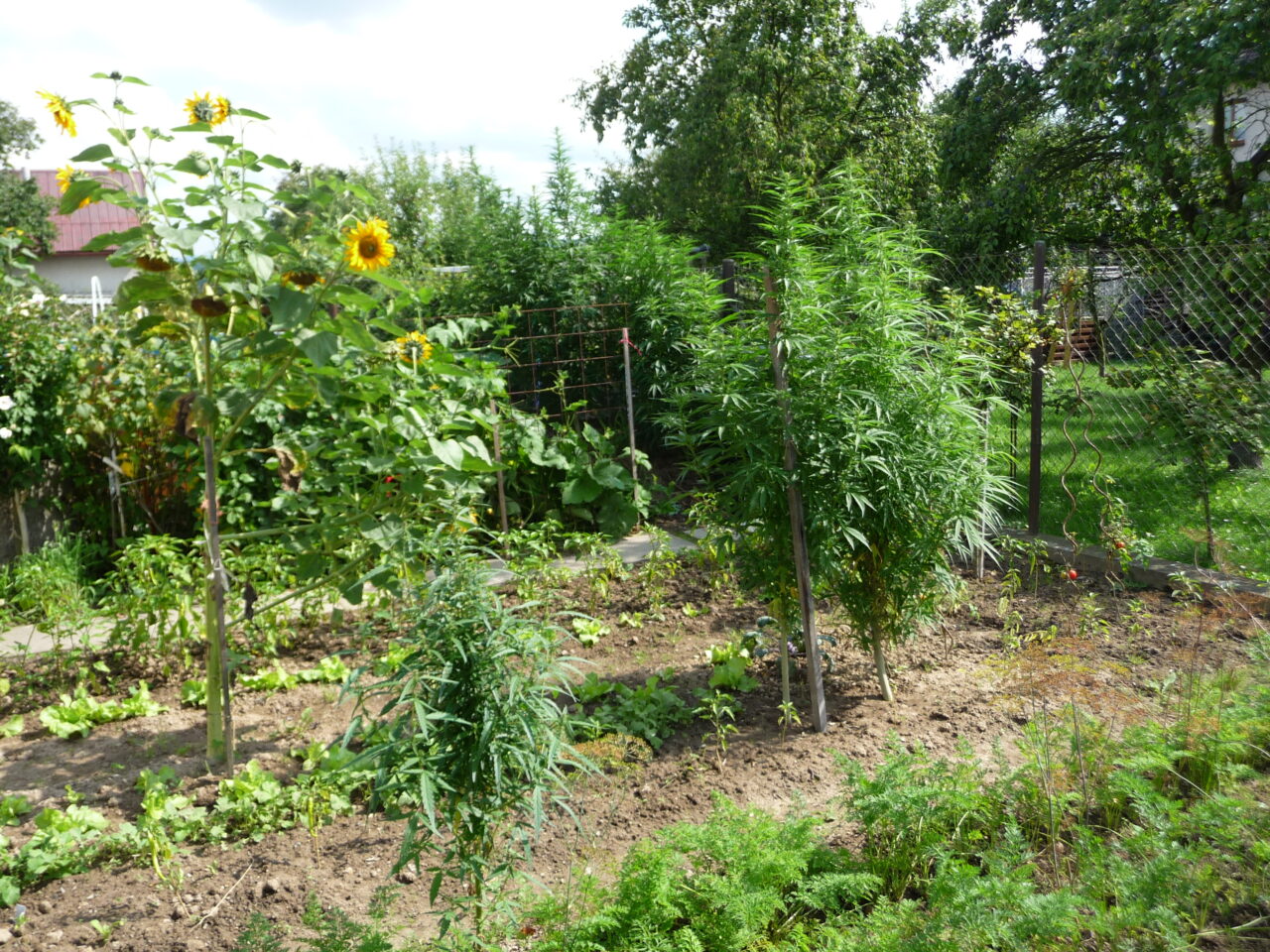 Cum au înțeles românii să „rezolve” criza din agricultură. Plantațiile  de canabis s-au înmulțit în toată țara