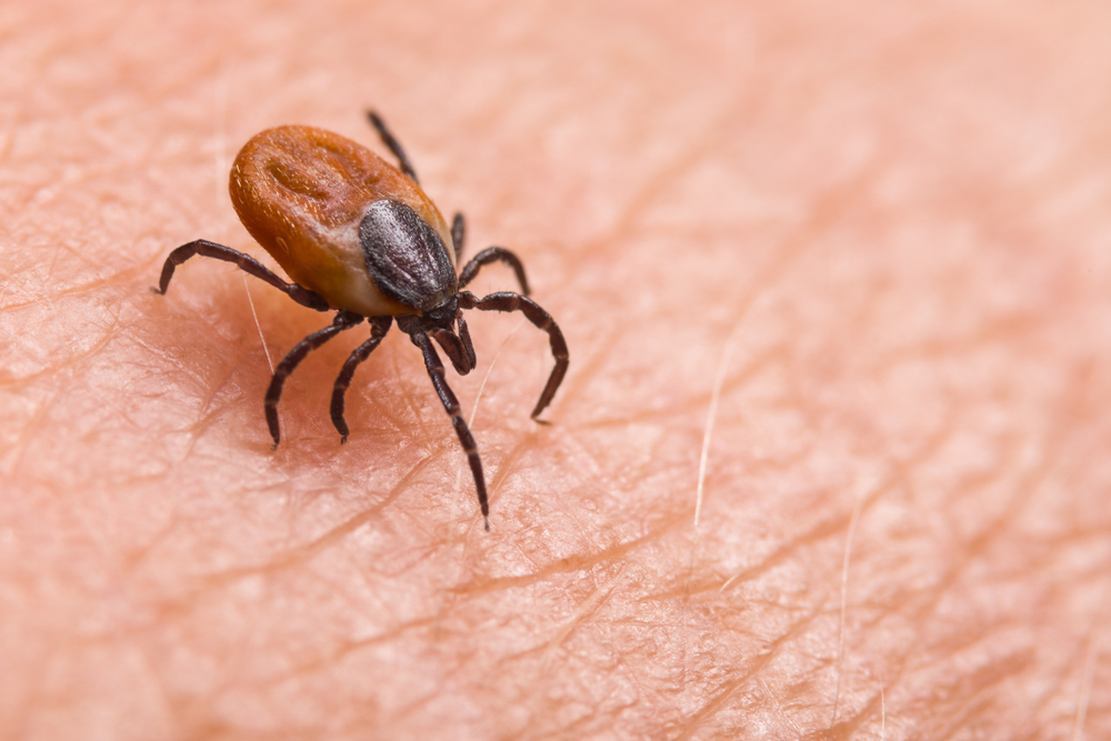 Bărbat mort după ce a fost mușcat de o insectă în Dâmbovița. Tânărul era perfect sănătos