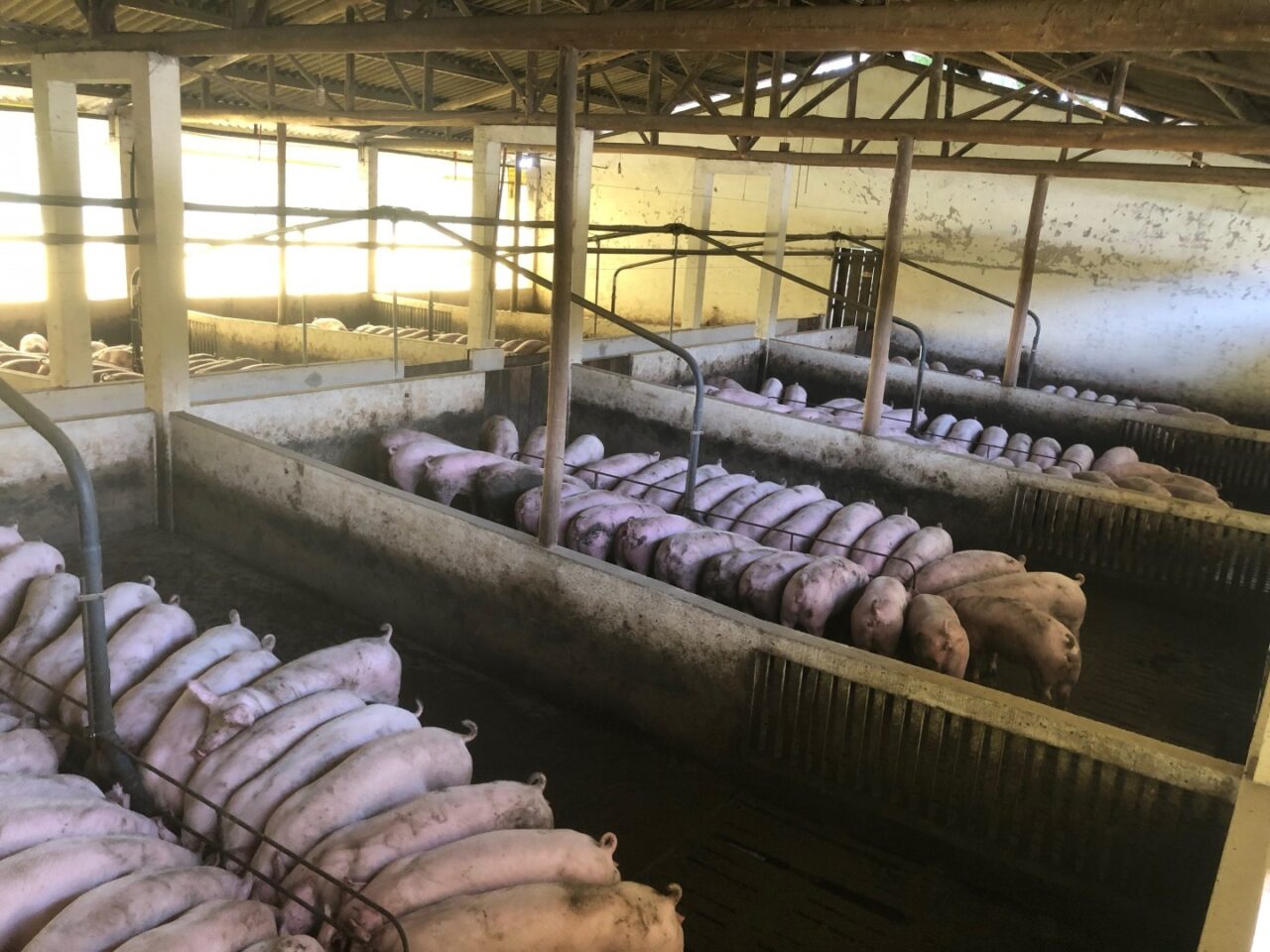 Pestă porcină la o fermă din Timiș, unde 39.000 de animale vor fi sacrificate. Ce spune prefectul despre situația de acolo